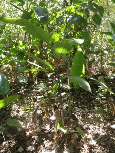 Planta de ave de paraíso (Heliconia tortuosa)